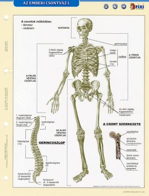 Kép: Az emberi csontváz I-II. A/4  (fixi tanulói munkalap)