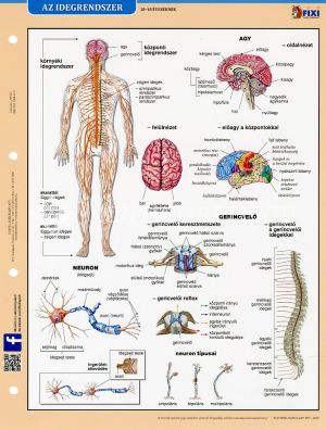 Kép: Az idegrendszer A/4  (fixi tanulói munkalap)
