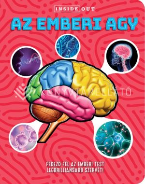 Kép: Az emberi agy