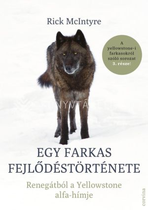Kép: Egy farkas fejlődéstörténete - Renegátból a Yellowstone alfa-hímje