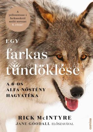 Kép: Egy farkas tündöklése - A 6-os alfa-nőstény hagyatéka