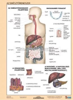Kép: Az emésztőrendszer + Az emésztés DUO A/4 (fixi tanulói munkalap)