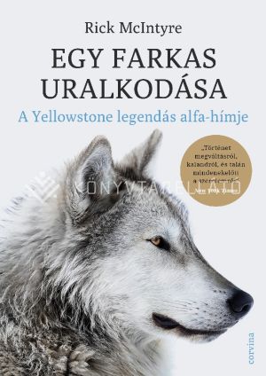 Kép: Egy farkas uralkodása - A Yellowstone legendás alfahímje